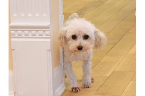 販売中のトイプードルの親犬